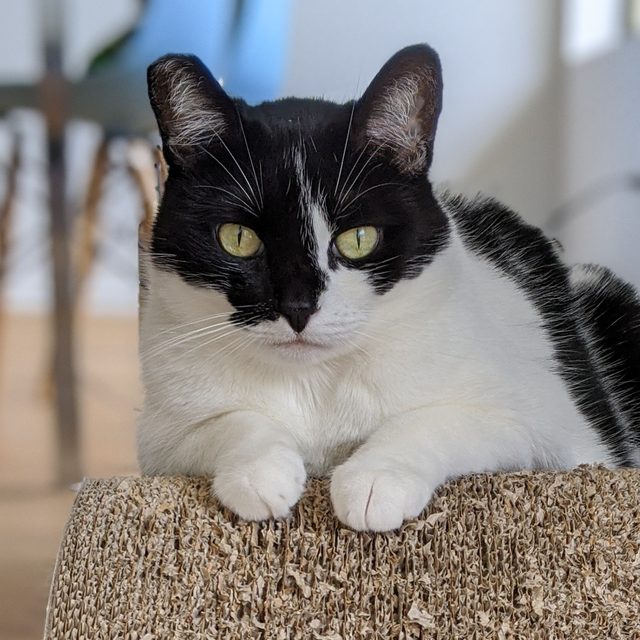Mia the black and white cat lounging on a scratcher
