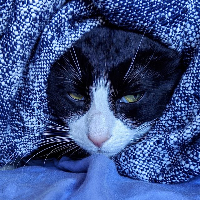 Ollie the tuxedo cat peeking out of a blue blanket