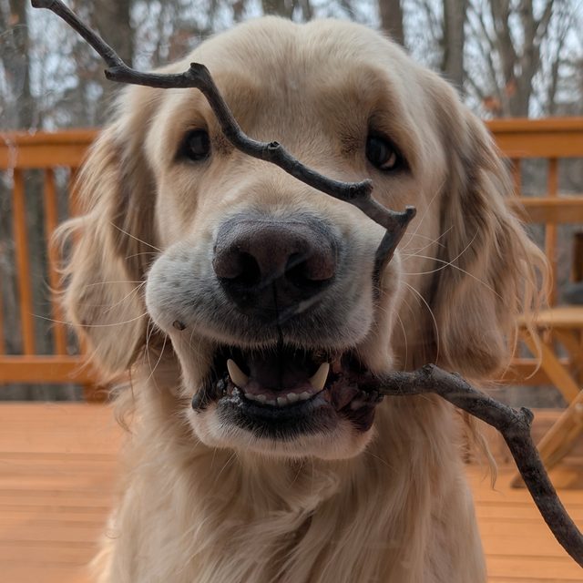 Teddy the golden retriever holding a stick on the deck